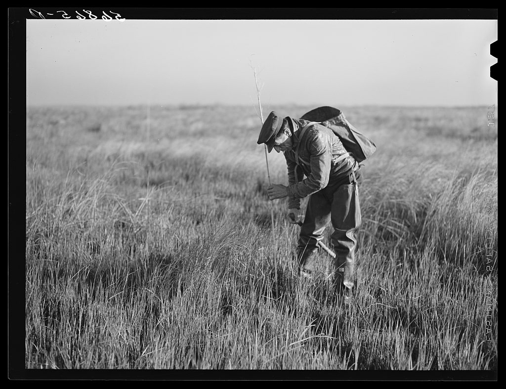 Isleño Trapper